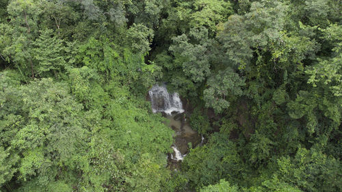 High angle view of a cat in forest