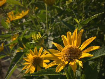 Close-up of yellow flowering plant on field