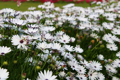 Close-up of white daisy flowers on field