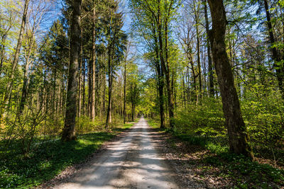 Dirt road amidst trees in forest