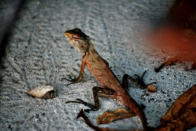 Close-up of lizard