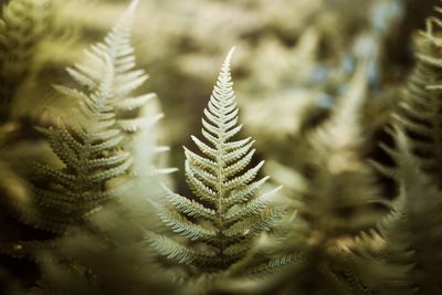 Close-up of pine tree