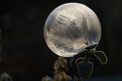 Close-up of leaf against black background