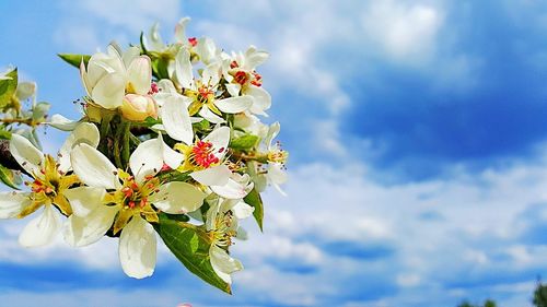 Low angle view of flowers against blue sky