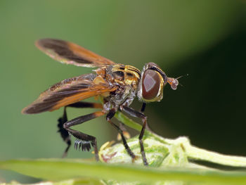 Close-up of fly on leaf