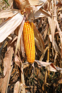 Close-up of corn on field