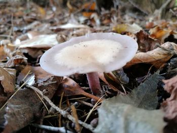 Close-up of mushrooms growing on field