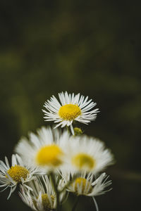 Close-up of white daisy flowers