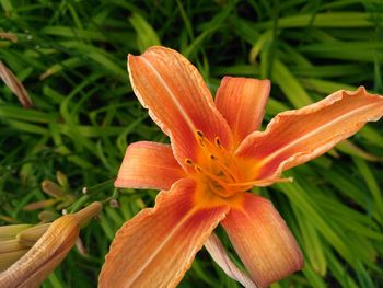 Close-up of orange day lily blooming outdoors