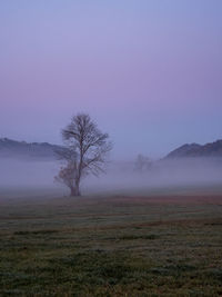 Tree on field against sky during foggy weather