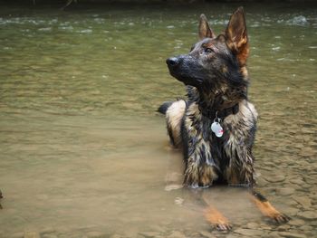 German shepherd enjoys the water