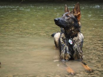 Dog in a lake