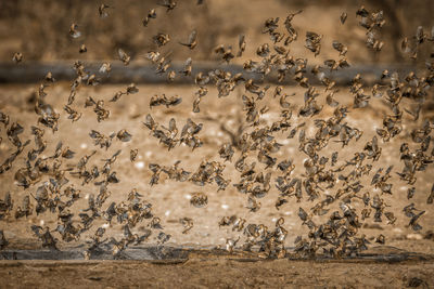 Flock of birds