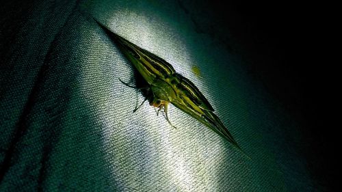 Close-up of insect on leaf