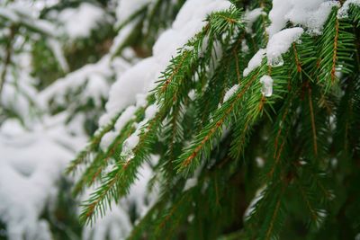 Close-up of frozen plant