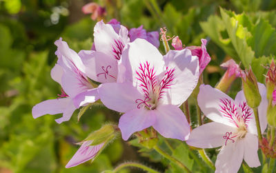 Close-up of pink flowering plant