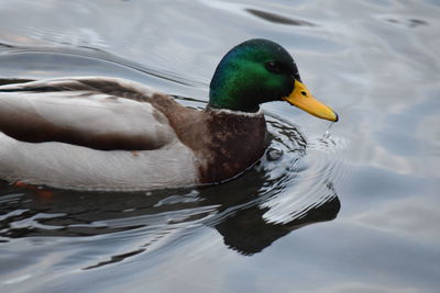 Duck swimming in a lake