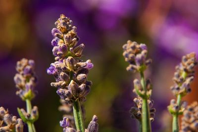 Close-up of purple flowering plants