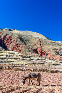 Donkey on field against mountain