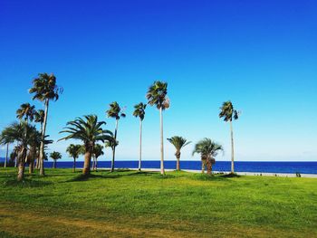 Palm trees by sea against clear blue sky