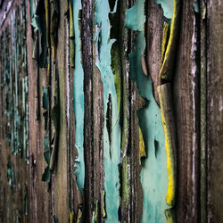 Full frame shot of tree trunk