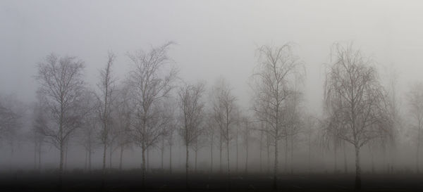 Bare trees in foggy weather