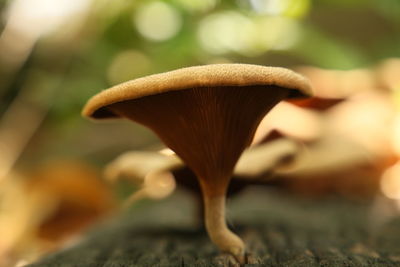 Close-up of mushroom growing on land