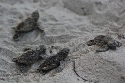 High angle view of crab on sand