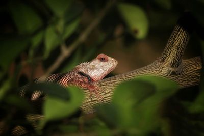 Close-up of a lizard on a tree