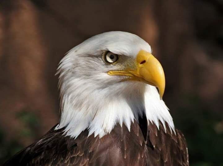 bird, one animal, animal themes, bird of prey, animal wildlife, animals in the wild, close-up, focus on foreground, eagle - bird, beak, day, outdoors, bald eagle, no people, nature, eagle