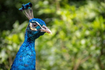 Close-up of a male peacock head