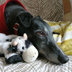 Close-up of dog lying on blanket