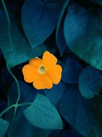 High angle view of flowering plant