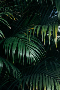 Close-up of palm tree leaves