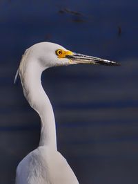 Close-up of a bird