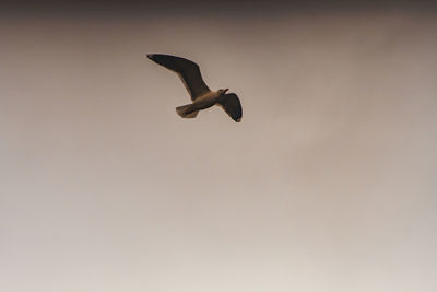 Low angle view of bird flying in sky