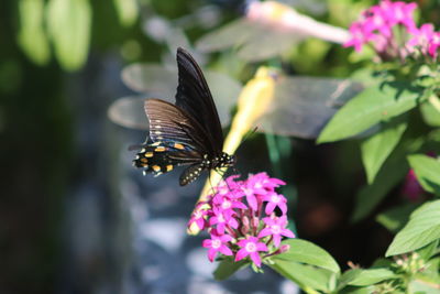 Close-up of butterfly pollinating on pink flower