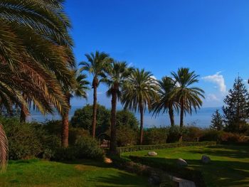 Palm trees on landscape against clear blue sky