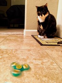 Cat sitting on floor