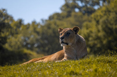 Lion relaxing on a field