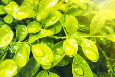 Close-up of raindrops on leaves