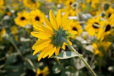 Close-up of yellow flowering plant on field