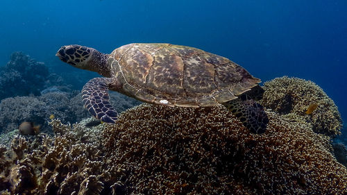 Fish swimming in sea