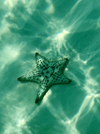 High angle view of fish swimming in sea