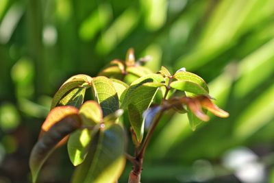 Close-up of fresh green plant