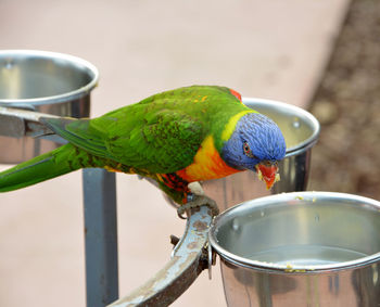 Close-up of parrot perching on metal