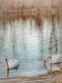 View of swans swimming in lake