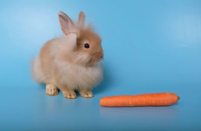 Close-up of an animal against blue background