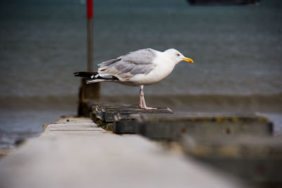 Seagull perching on retaining wall against sea
