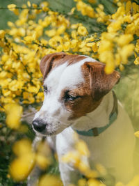 Close-up of dog looking away